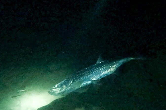 Night Snorkeling Adventure - Practical Tips for a Smooth Night Snorkeling Experience