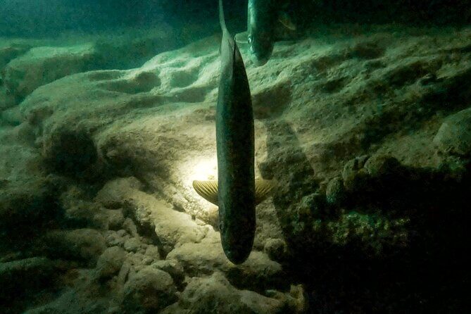 Night Snorkeling Adventure - The Sum Up: Who Will Love This Tour?