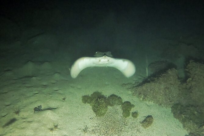 Night Snorkeling in Flamingo Beach Las Palmas - The Sum Up
