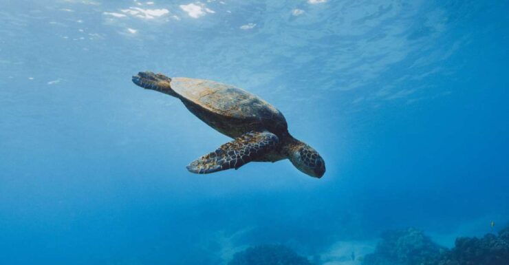 Night Snorkeling in Mirissa - Experience