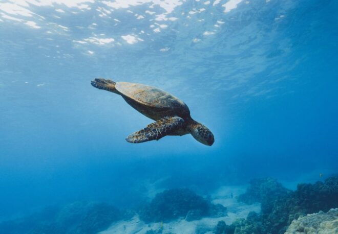 Night Snorkeling in Mirissa - Highlights
