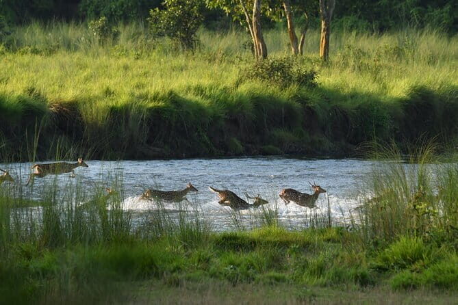Night Stay in Chitwan National Park, 2 Nights 3 Days Package - Final Thoughts