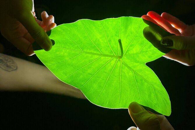 Night Time Charco Azul and Arenales Cave and Waterfall Adventure - Who Should Consider This Tour?