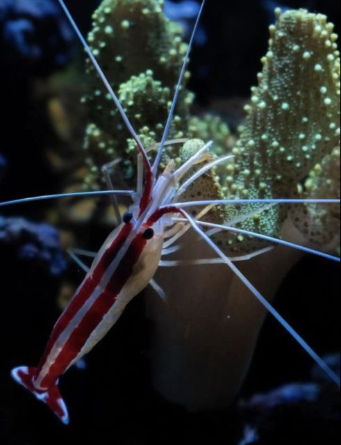 Night Time Snorkel At Turtle Town With Lights And Stars - Photography and Videography