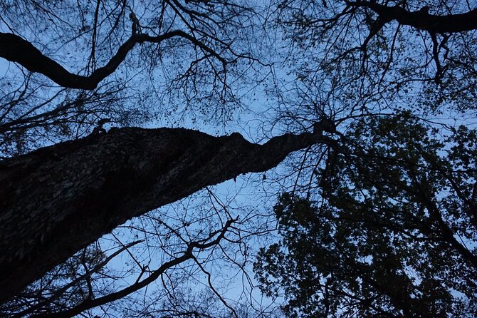 Night Tour in Hoia Baciu Forest - Directions