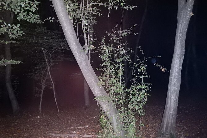 Night Tour in Hoia Baciu Forest - Frequently Asked Questions