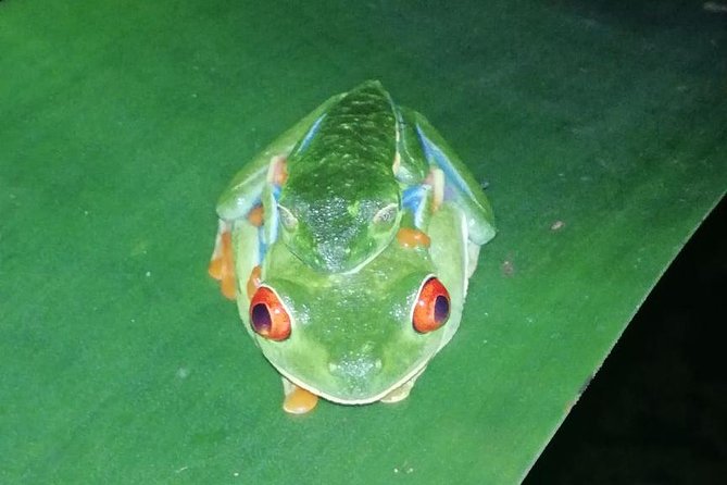 Night Tour La Fortuna - Meeting Point and Start Time
