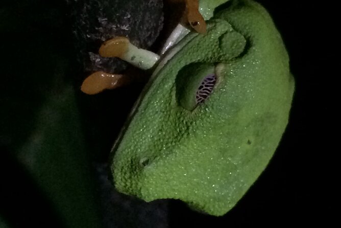 Night Tour Manuel Antonio or Monteverde - Review Insights and Ratings