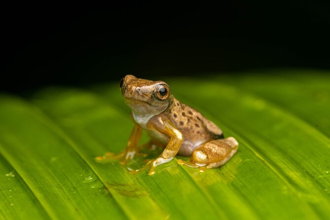 Night Tour Through the Tropical Forest at Tifakara - Additional Information and Cancellation Policy