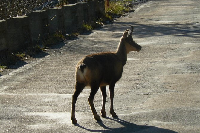 Night Trek Through the Ordesa National Park - Best Trails for a Night Trek in Ordesa National Park