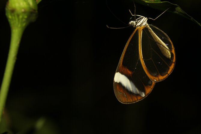 Night Walk Around The Arenal Volcano - Arenal Volcano: Night Walk Experience