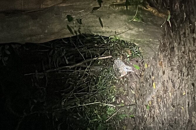 Night Walk at the Monteverde Refuge - Inclusions and Start Time