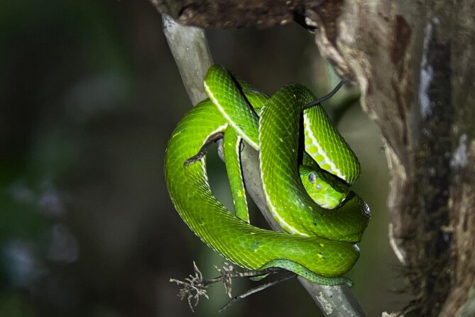 Night Walk at the Monteverde Refuge - The Sum Up