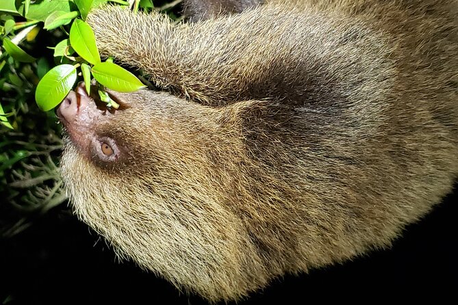 Night Walk Experience in Wildlife Refuge Monteverde - Location and Duration Details