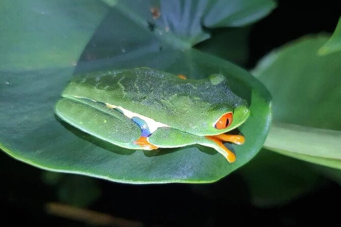 Night Walk Inside The Trails in Tortuguero - Good To Know