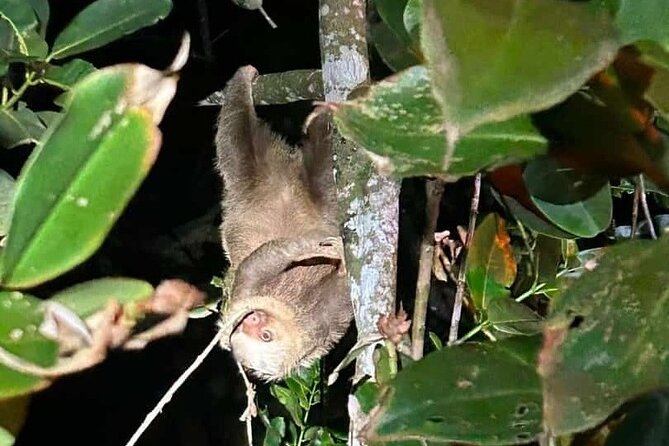 Night Walk Inside The Trails in Tortuguero - Meeting Point and Start Time