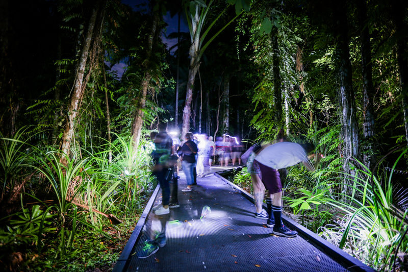 Night Walk Photography Tour at the Cairns Botanic Gardens - Key points
