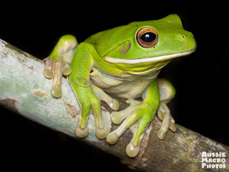 Night Walk Photography Tour at the Cairns Botanic Gardens - What a Cairns garden looks like after dark