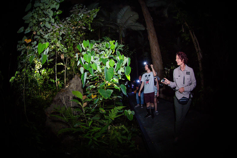 Night Walk Photography Tour at the Cairns Botanic Gardens - Taking photos, with or without a macro lens