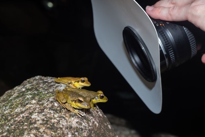 Night Walk Photography Tour at the Cairns Botanic Gardens - Who will enjoy this night walk