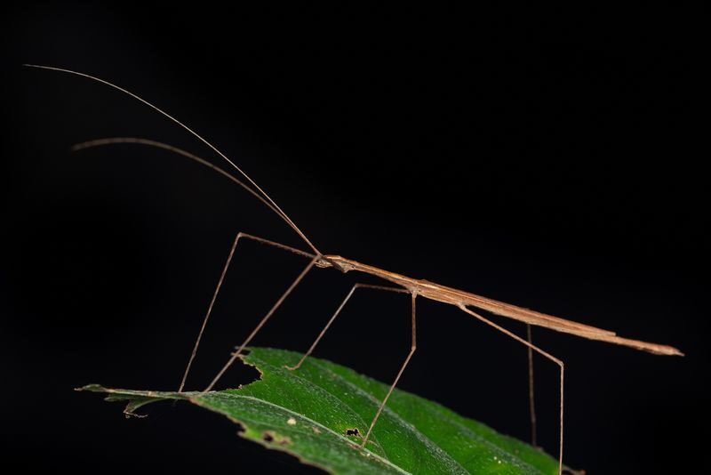 Night Walk Photography Tour at the Cairns Botanic Gardens - Booking details worth checking