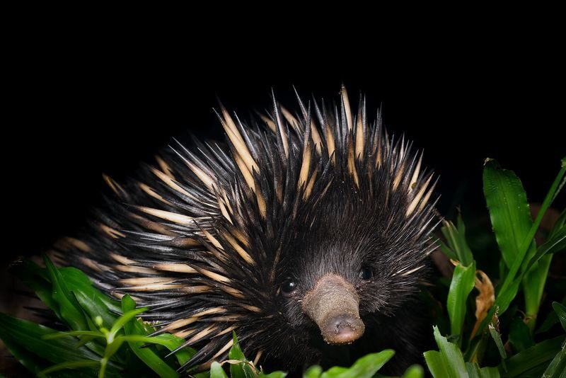 Night Walk Photography Tour at the Cairns Botanic Gardens - Should you book the Cairns night walk?
