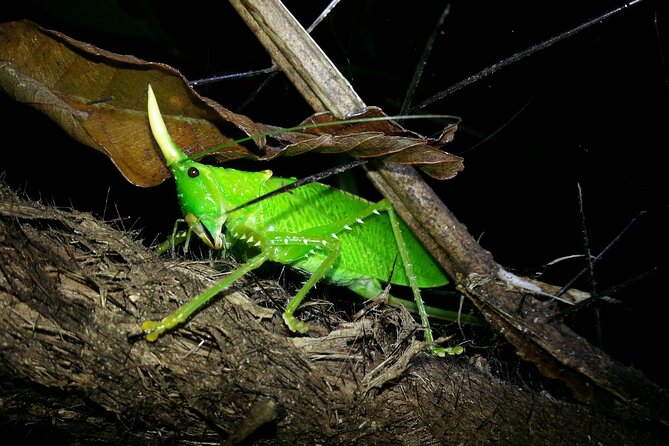Night Walk Tour: the Night Life of the Forest - Tour Overview