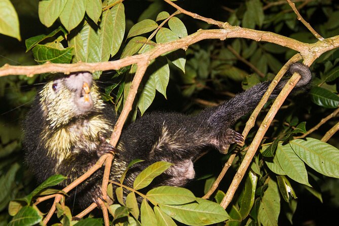 Night Walk Tour: the Night Life of the Forest - Nocturnal Activities Exploration