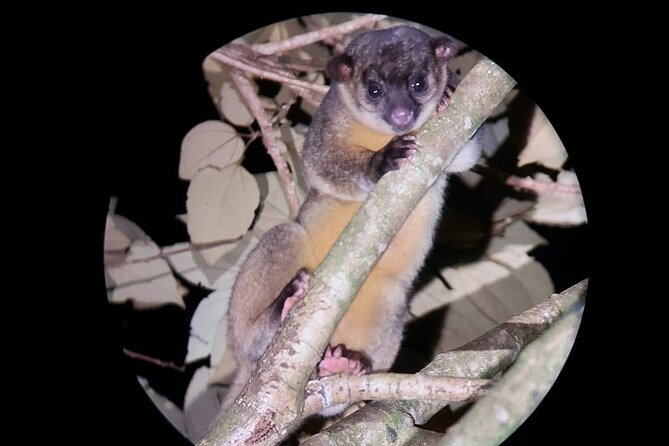 Night Walking Tour in Monteverde Wildlife Refuge - What to Expect