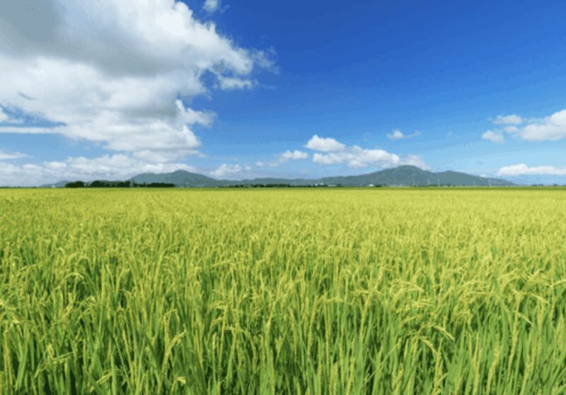 Niigata Private Custom Tour with Local Guide - Exploring Niigata’s Highlights: What to Expect