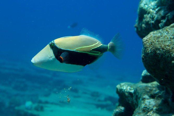 Niihau and Na Pali Coast Snorkel Boat Tour - The Sum Up