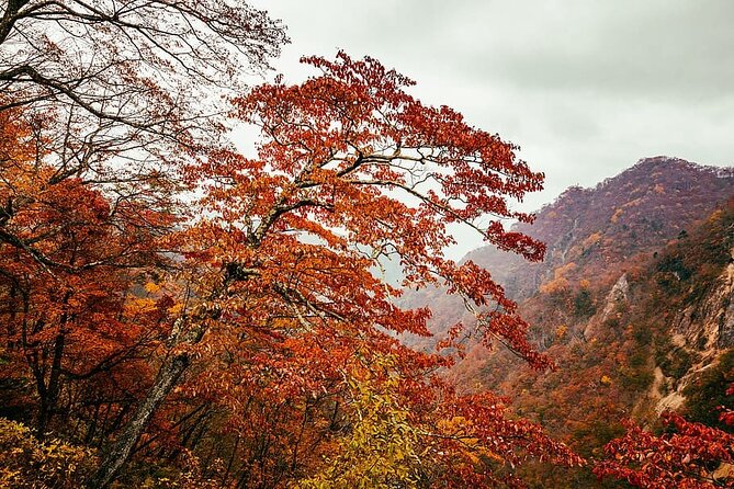 Nikko Private Day Trip With English Speaking Driver - Customer Feedback (continued)