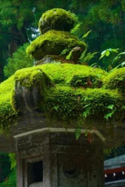 Nikko: Private Sightseeing Tour With UNESCO World Heritage - Customer Reviews and Testimonials
