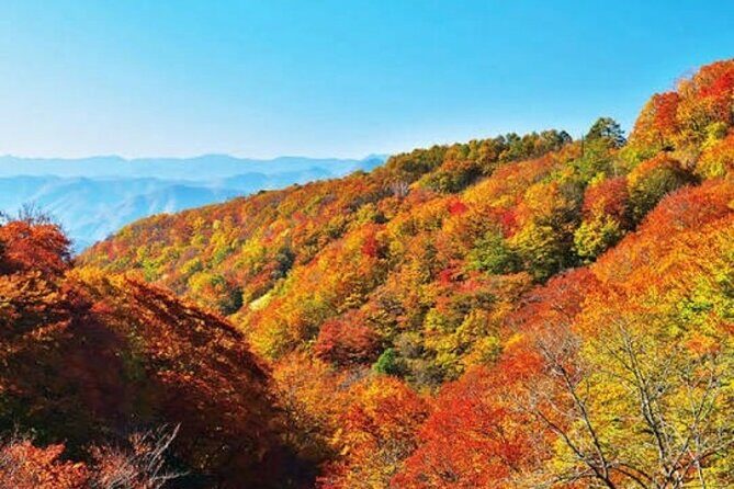 Nikko Private Trip from Tokyo with a Local English Guide - The Sum Up