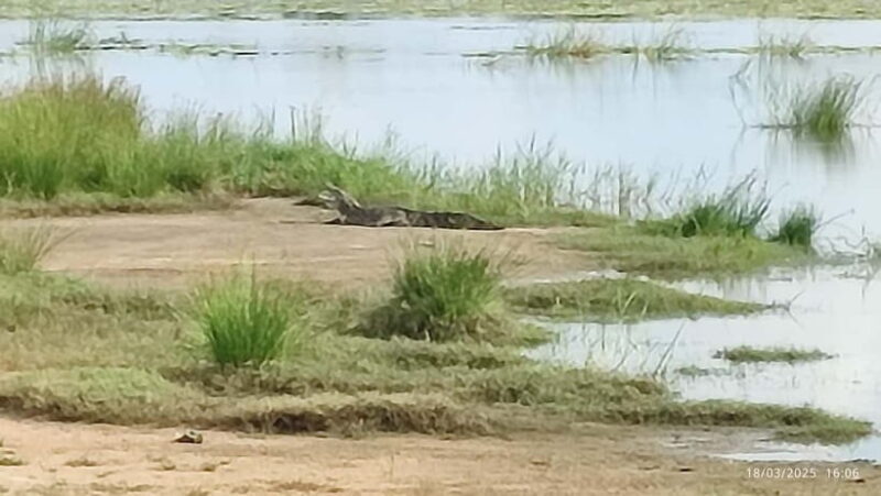 Nilaveli: Crocodile Lake with Lagoon Boat Safari - An In-Depth Look at the Crocodile Lake Safari