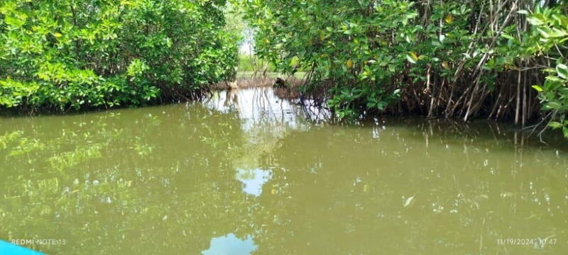 Nilaveli: Lagoon Boat Safari with Mangrove Exploration - Exploring Nilaveli’s Lagoon: A Practical Guide