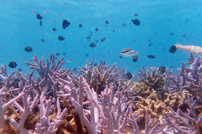 Ningaloo Reef Snorkel Adventure - Common Questions