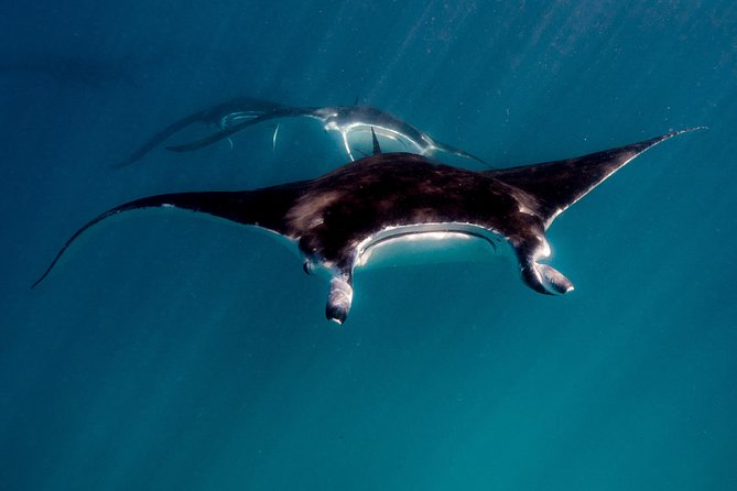 Ningaloo Reef Snorkel and Wildlife Adventure - Tour Details and Additional Information