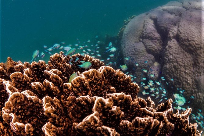 Ningaloo Reef Snorkel and Wildlife Adventure - Cancellation Policy
