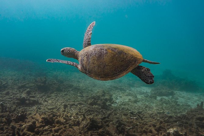 Ningaloo Reef Snorkel and Wildlife Adventure - Snorkeling Spots and Marine Life