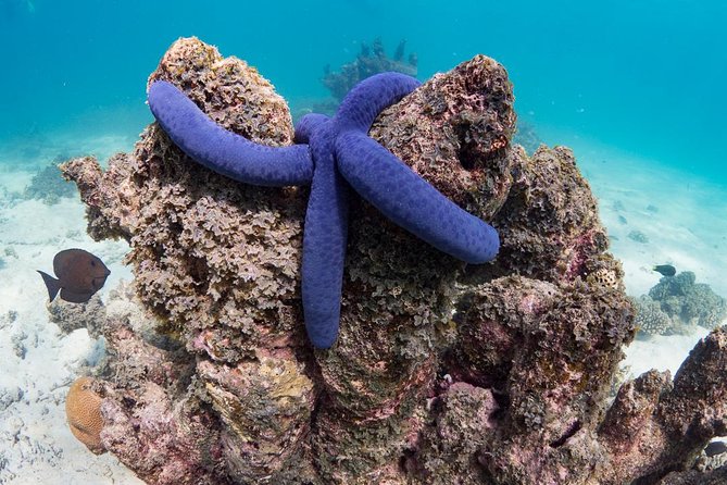 Ningaloo Reef Snorkel and Wildlife Adventure - Location: Ningaloo Reef