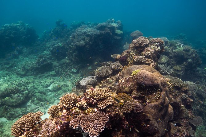 Ningaloo Reef Snorkel and Wildlife Adventure - Duration: 6 Hours