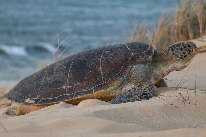 Ningaloo Turtle Watching and Stargazing Tour - Final Thoughts