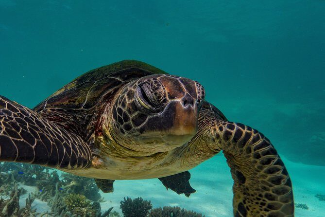 Ningaloo Turtle Watching and Stargazing Tour - Frequently Asked Questions