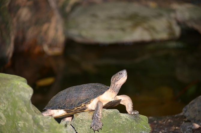 Ninh Binh 2 Days 1 Night in Bungalow: Hoa Lu-Mua Cave -Tam Coc-Bike-Cuc Phuong - Day 2: Cuc Phuong National Park Adventure