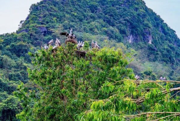 Ninh Binh: Ancient Capital & Pagoda 2-Day Tour - Cultural Highlights