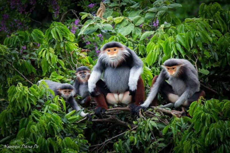 Ninh Binh: Cuc Phuong Jungle Hike & Wildlife Day Trip - A Deep Dive into the Experience