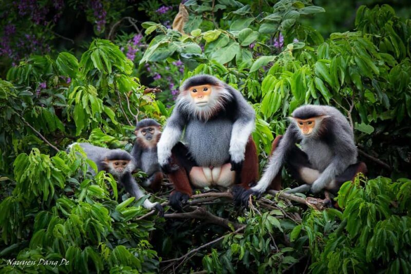 Ninh Binh: Cuc Phuong Jungle Trek, Wildlife & Ancient Caves - Transportation and Group Size
