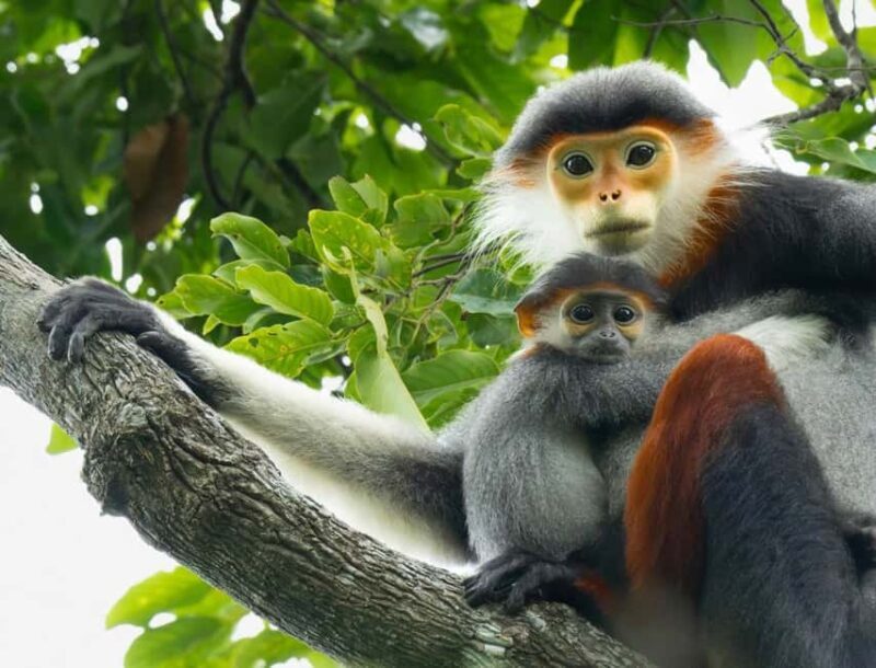 Ninh Binh: Cuc Phuong Jungle Trek, Wildlife & Ancient Caves - Good To Know