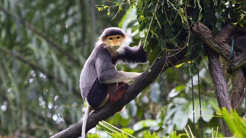 Ninh Binh: Cuc Phuong National Park, Jungle Hike & Wildlife - What This Tour Offers: A Deep Dive into Nature and Conservation